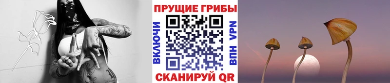 Купить где  Очёр  Псилоцибиновые грибы GOLDEN TEACHER 